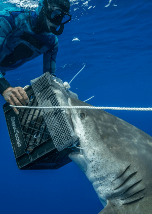 Žralok dlouhoploutvý: Hrozba trosečníků
