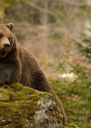 Záchrana divokých medvědů