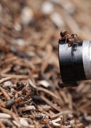 David Attenborough: Mravenčí hora