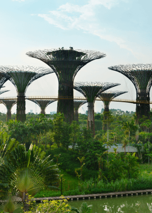 Divoký Singapur: Pralesy
