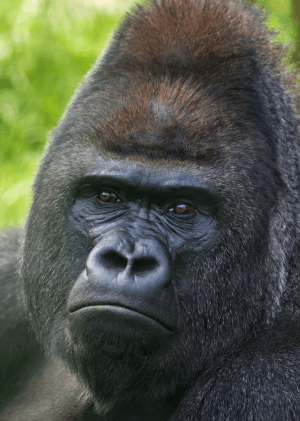 Gorily v obležení