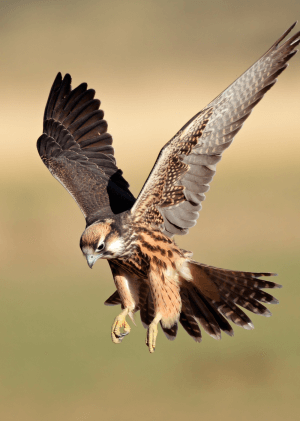 Sokoli: Nejrychlejší ptáci světa