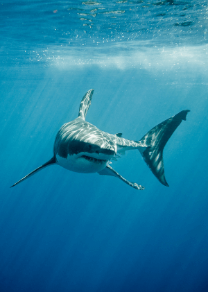 Nejnebezpečnější žralok světa