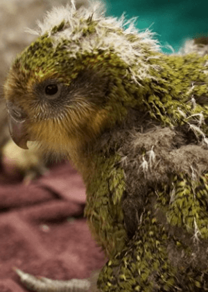 Záchranáři divokých zvířat: Nový Zéland