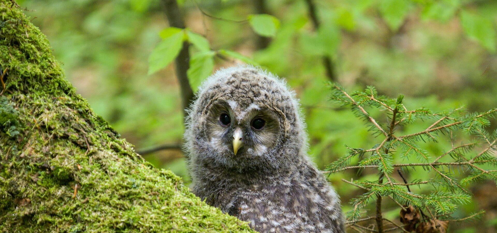 Divoké srdce Evropy