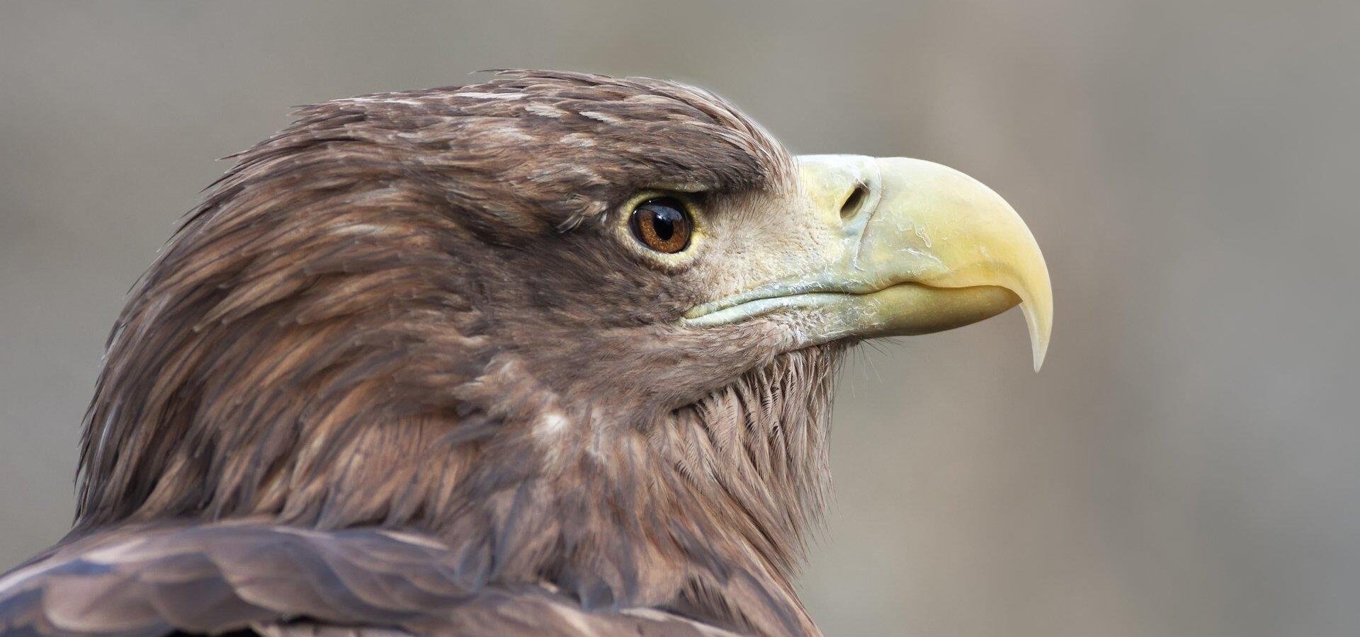 Krásy divokého Holandska