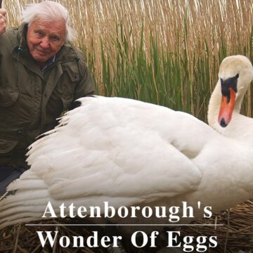 David Attenborough: Zázrak jménem vejce