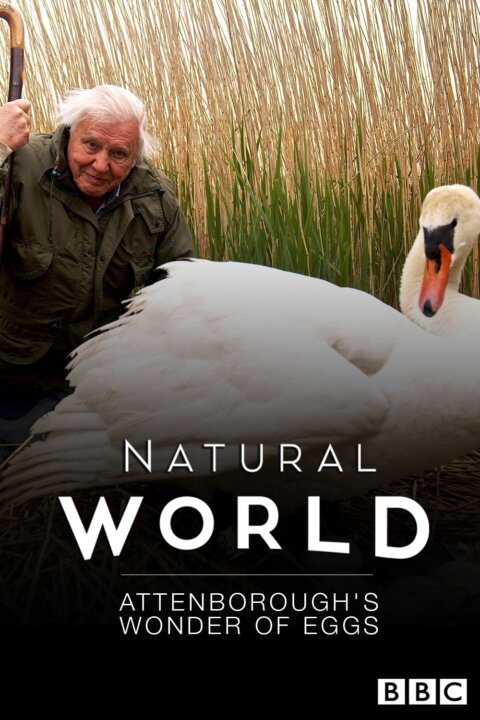 David Attenborough: Zázrak jménem vejce