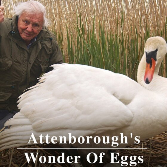 David Attenborough: Zázrak jménem vejce