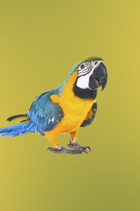 Tajemství ZOO: Tampa