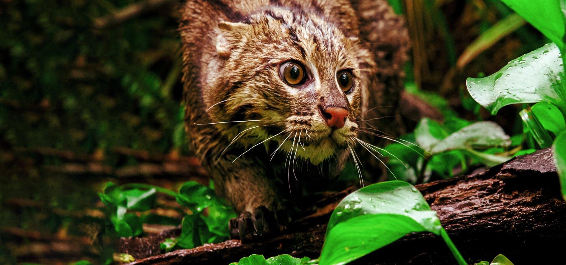 Thajské divoké kočky