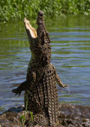 Invaze obřích krokodýlů
