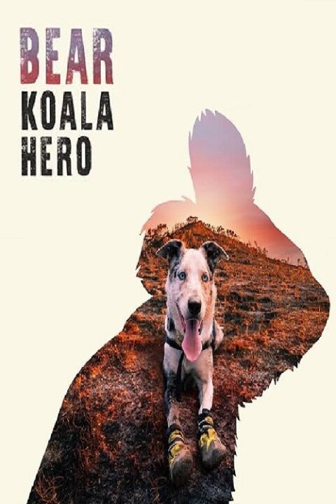 Bear: Koalí hrdina