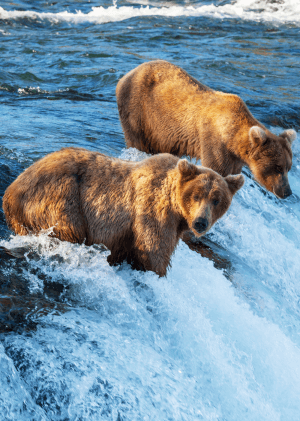 Záchrana aljašských zvířat