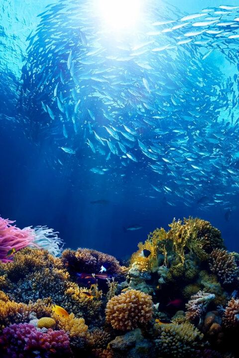 David Attenborough: Velký bariérový útes