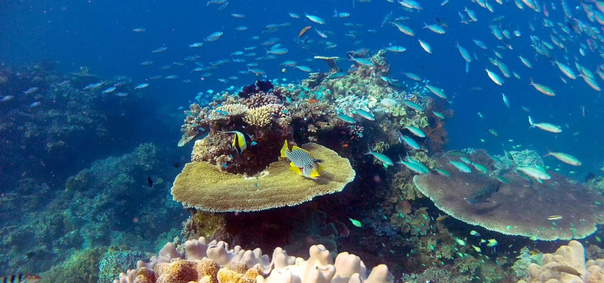 David Attenborough: Velký bariérový útes