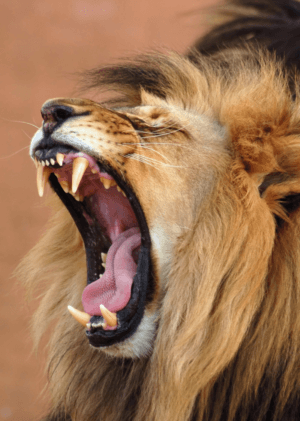 Lvi a hyeny: Věční nepřátelé