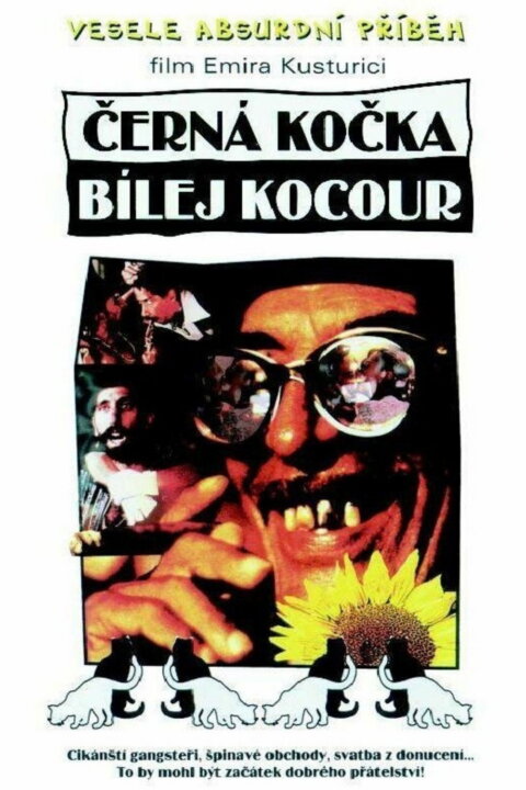 Černá kočka, bílý kocour