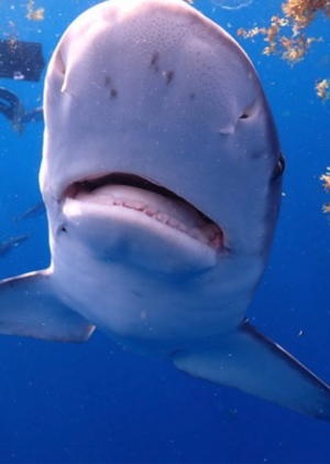Žraloci versus delfíni: Bojiště na Bahamách