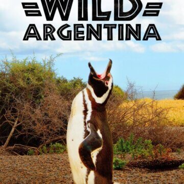 Divoká Argentina