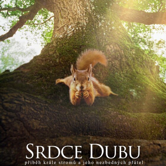 Srdce dubu