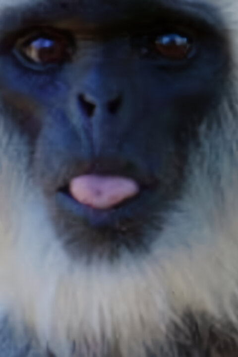 Bonbonky světa