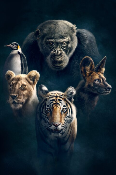 David Attenborough: Zvířecí dynastie