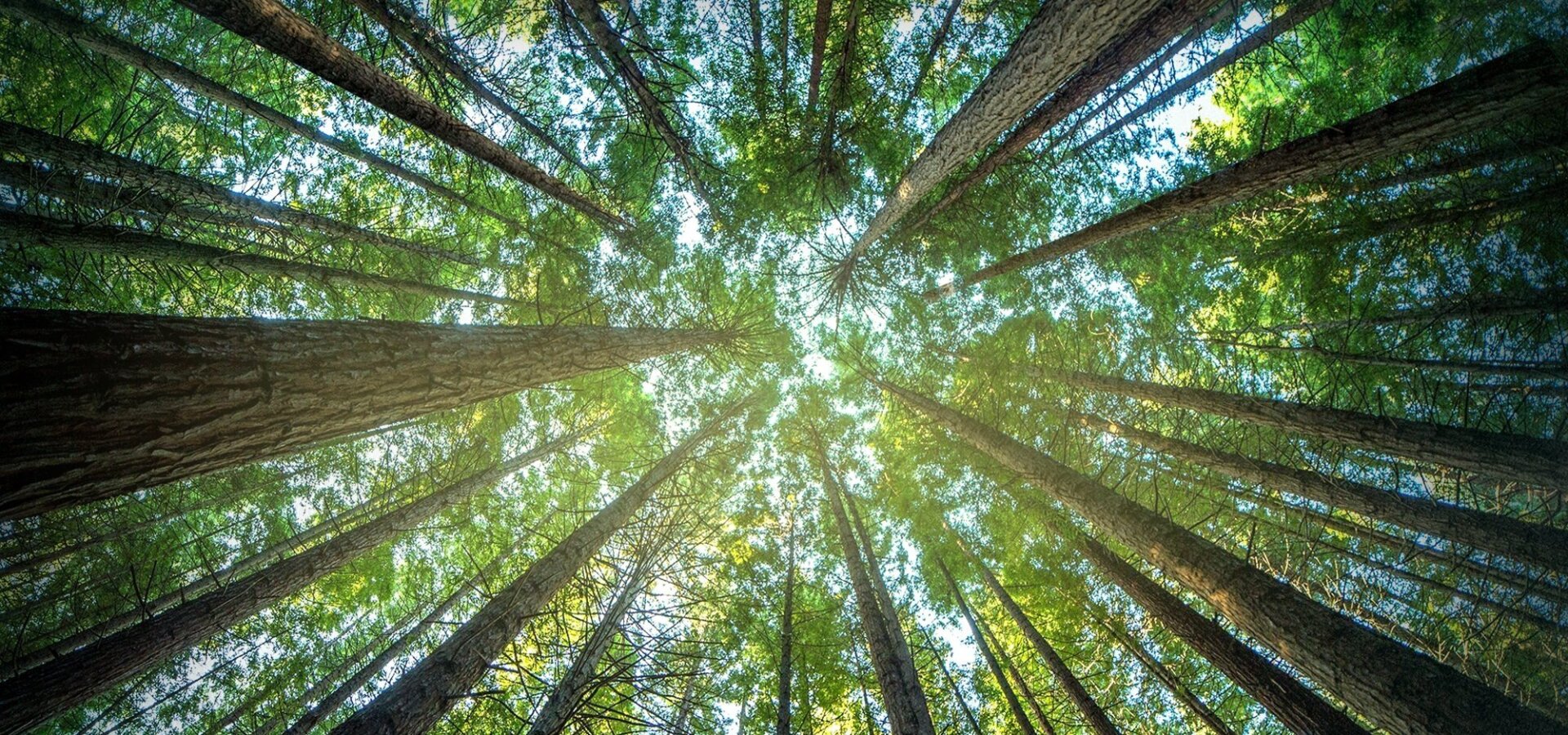 Dřevařští titáni