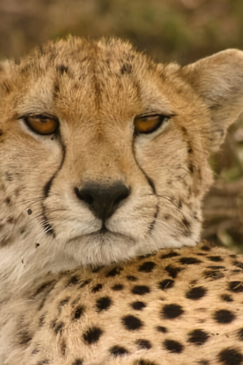Gepard: Rychlost jako zbraň