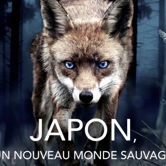 Japonsko: Nové království zvířat