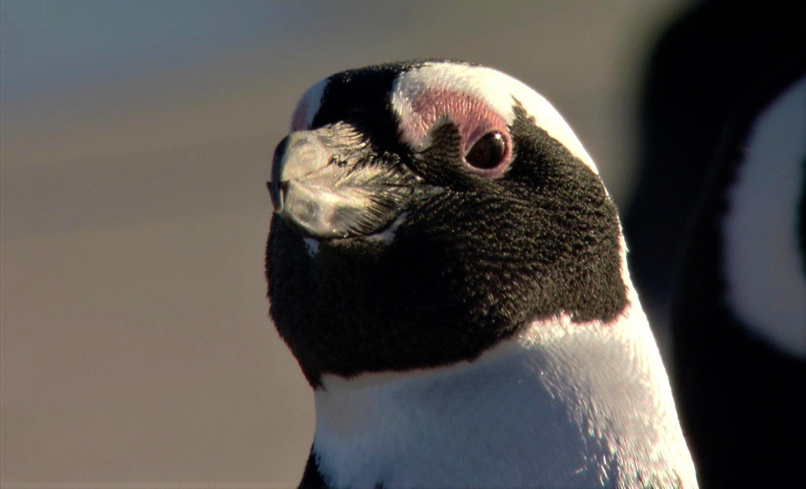 Království afrických predátorů