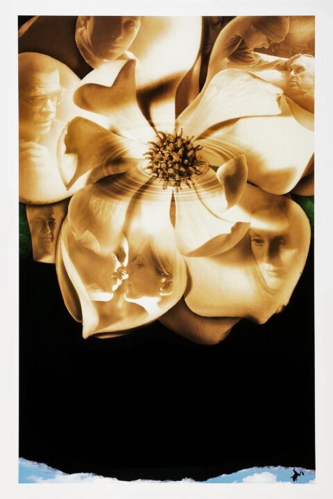 Magnolia