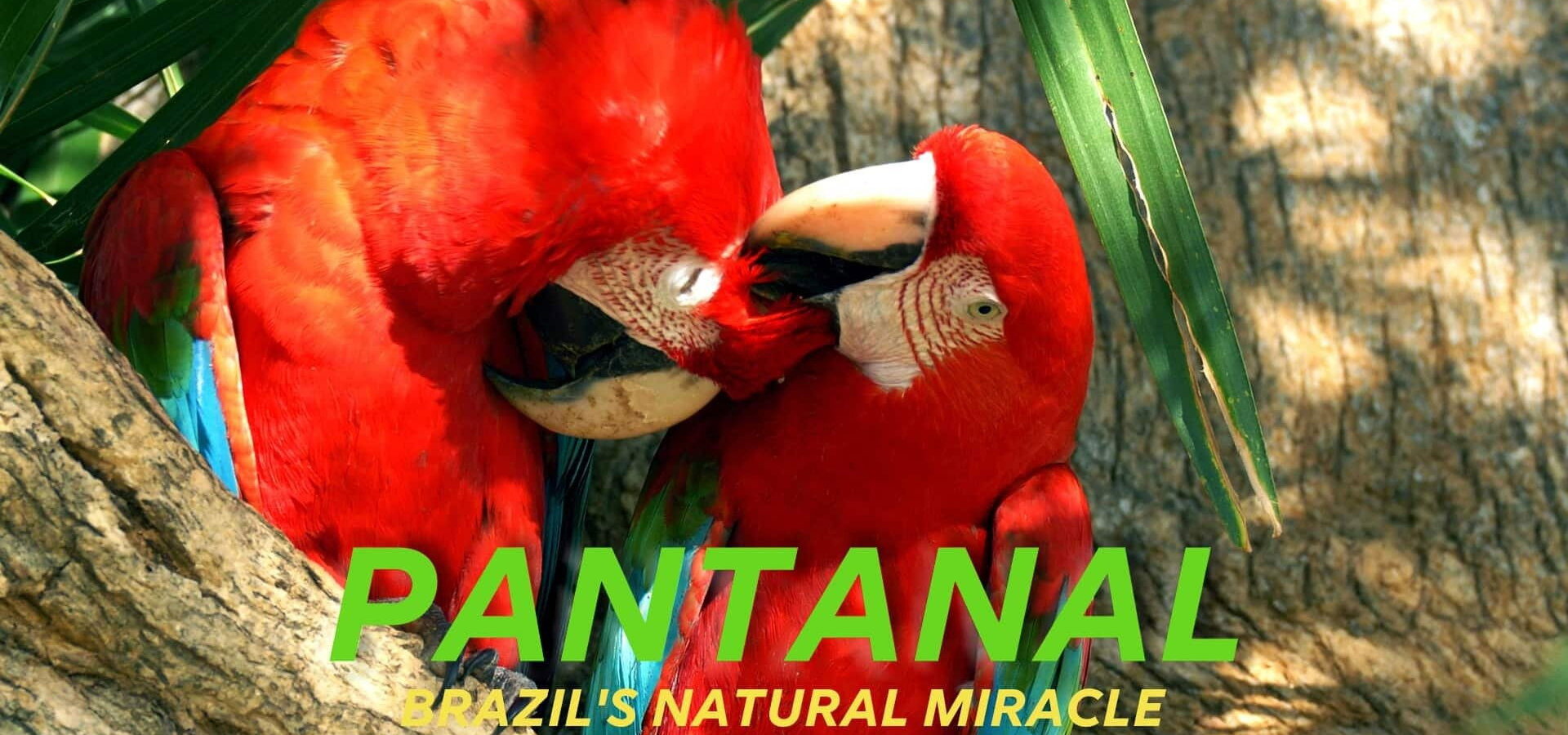 Pantanal, brazilský přírodní zázrak