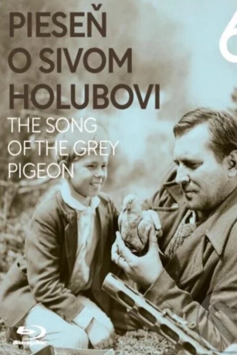 Pieseň o sivom holubovi
