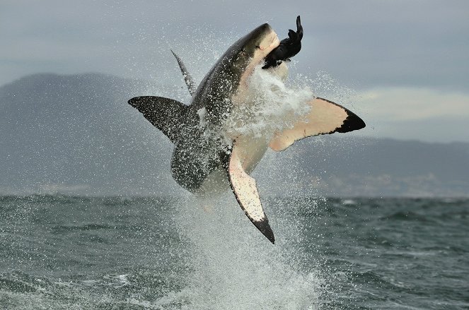 Podivní a divocí: Podivíni z oceánů