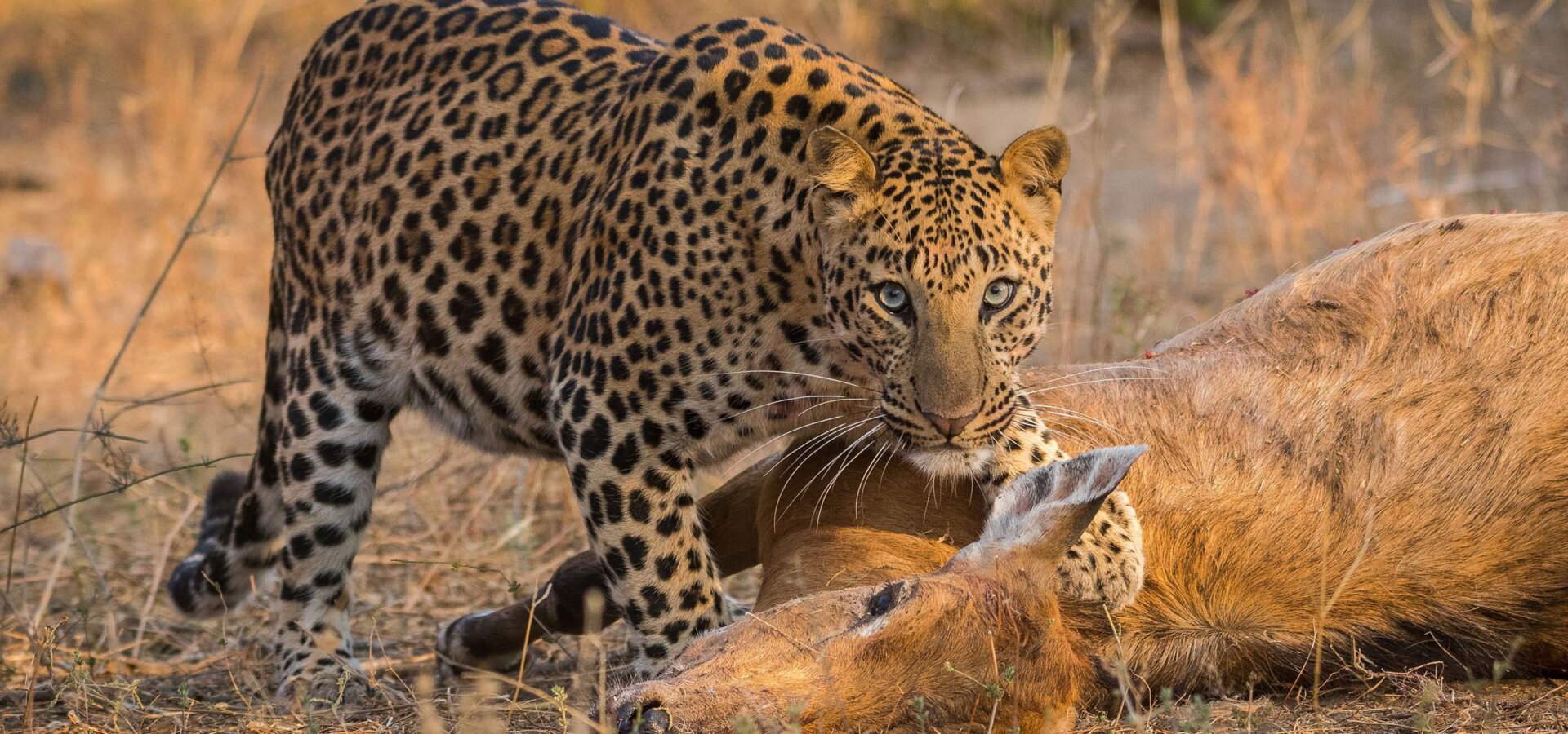 Predátor vs. kořist