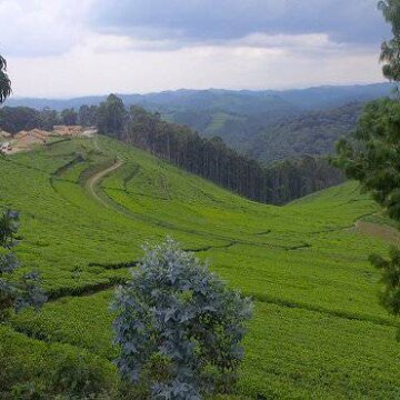 Rwanda, cena za úspěch