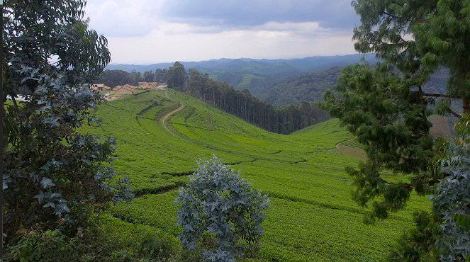 Rwanda, cena za úspěch