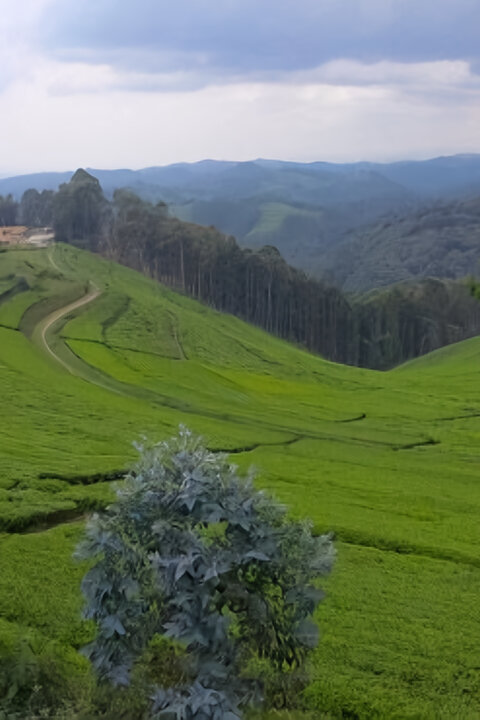 Rwanda, cena za úspěch