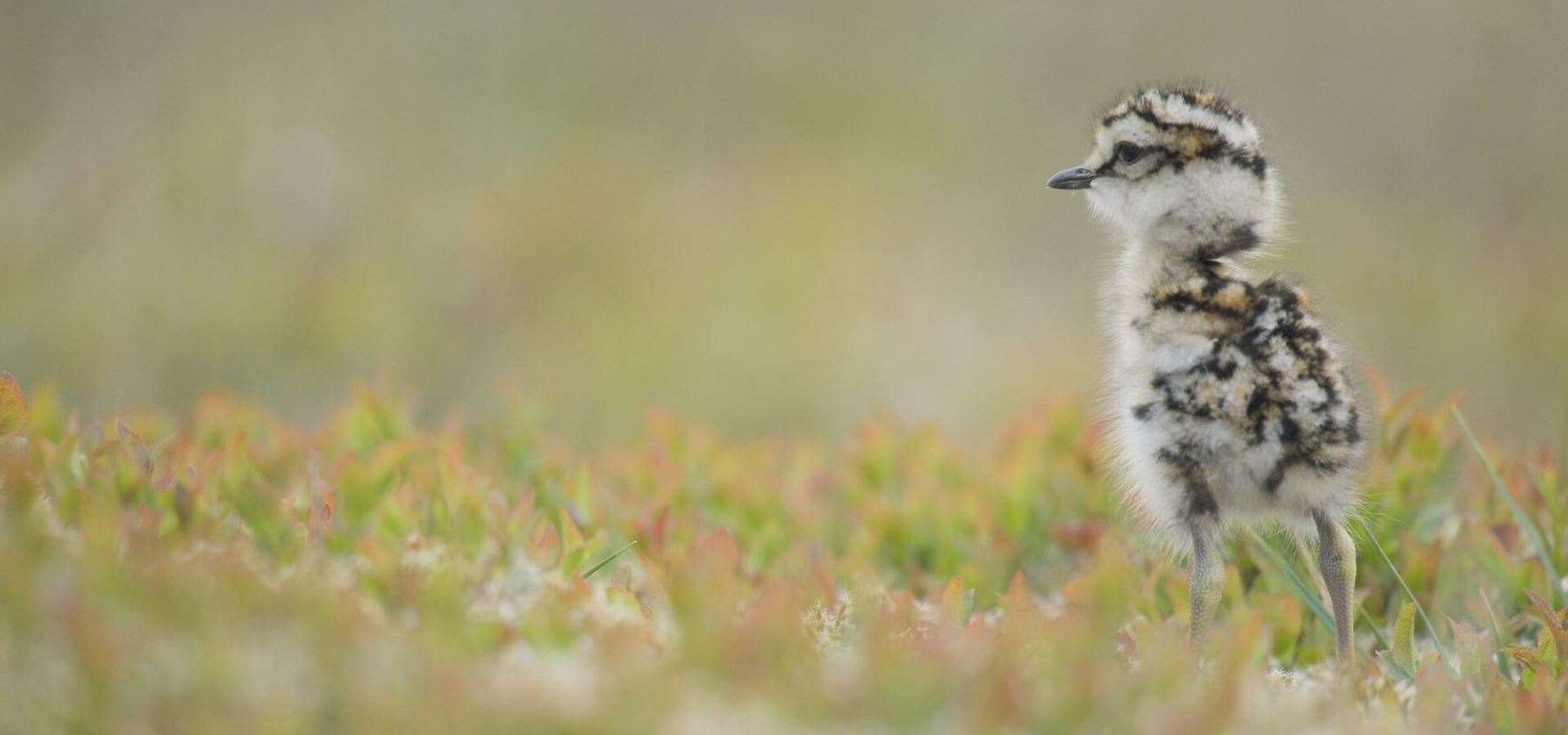 Skotsko – nová divočina