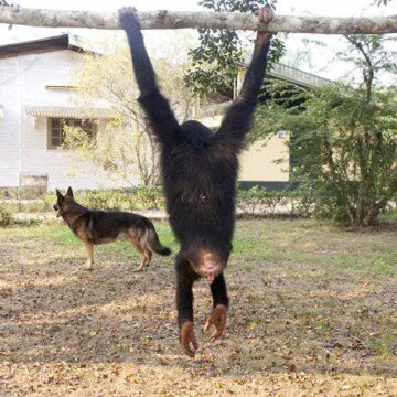 Útulek pro záchranu šimpanzů Jane Goodallové