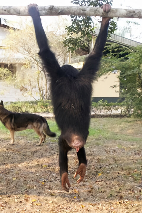 Útulek pro záchranu šimpanzů Jane Goodallové
