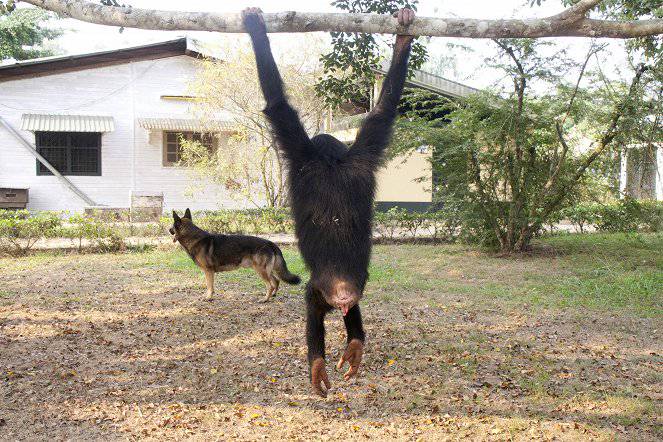 Útulek pro záchranu šimpanzů Jane Goodallové