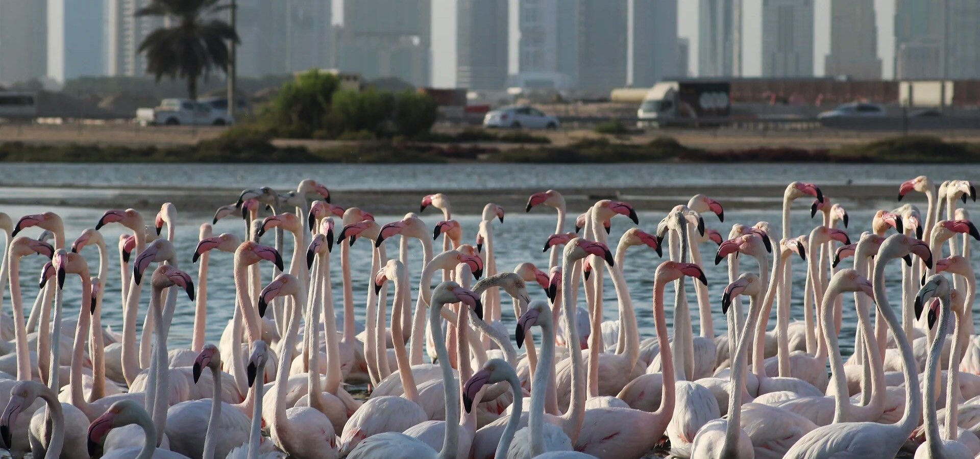 Úžasná zvířata Dubaje