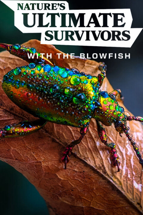 Zvířata vs přežití