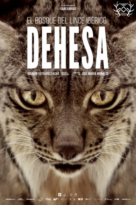 Dehesa: Les rysa iberského