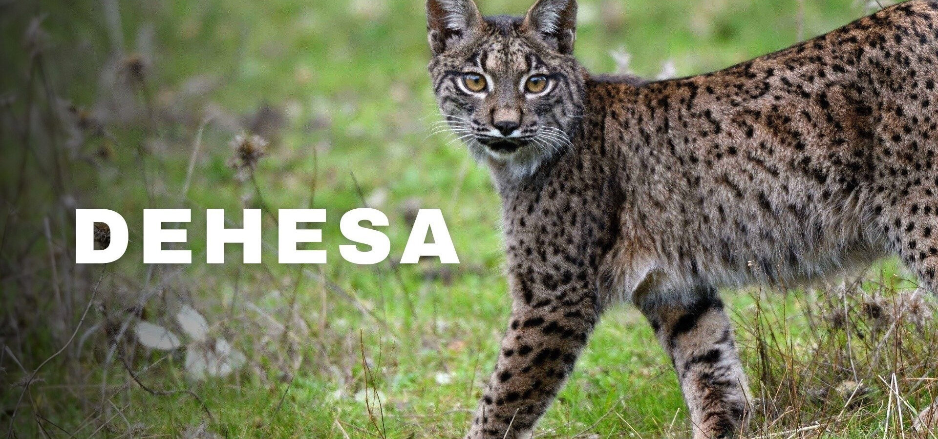 Dehesa: Les rysa iberského