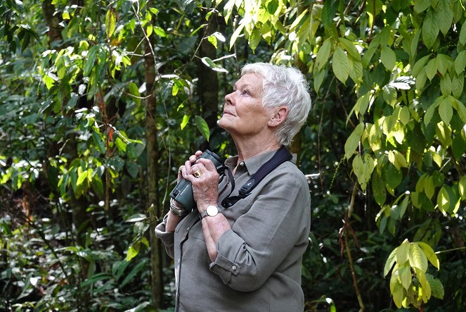 Divoké Borneo Judi Denchové