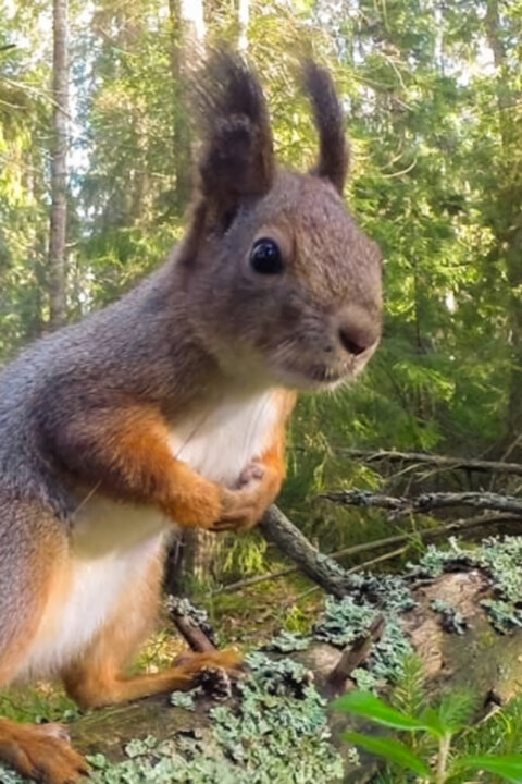 Lesní hrdinové