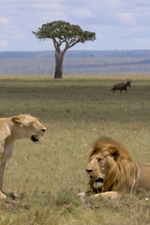 Masai Mara: Křižovatka divokého života